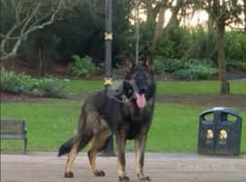 Available Mated Top German shepherd female