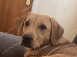 2 year old Labrador (Rehoming)