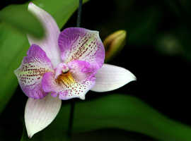 Traditional Thai Massage with 10+ Years Experience