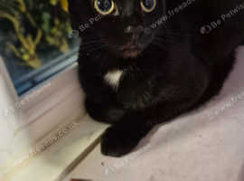 Female cat