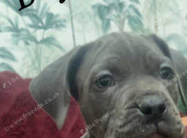 Ready to leave *Stunning cane Corso puppies for sale !