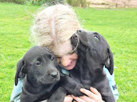 Beautiful black lab puppies ready now