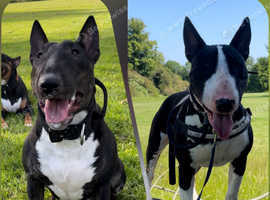 Outstanding KC English Bull Terrier puppies