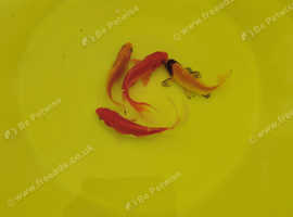 Four Goldfish  4 and 5 inches  £10 for the four