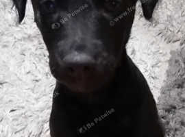 Mixed breed girls