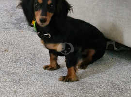 Long haired miniature dachshund for sale near clearance me