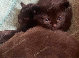 3 beautiful kittens