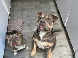 Lilac & Tan Tri Fully Suited Pocket Bullies in Cardiff CF3 on Freeads  Classifieds - American Bully classifieds