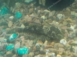 Bristlenose morph plecos, mollies and guppies