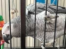 15 years old Congo African grey parrots