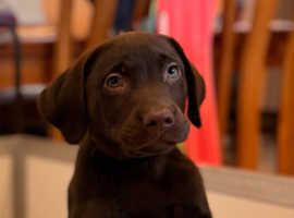 Last Boy! KC Dark Chocolate Labrador Puppy