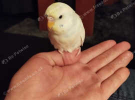 Budgies