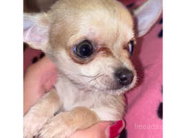 Chihuahua terrier 2024 for sale