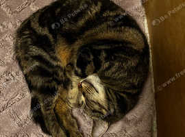 Tabby Female Cat