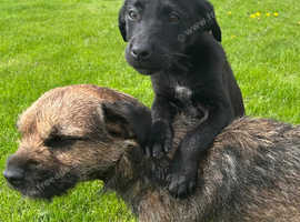 Fabulous Collie x Labrador