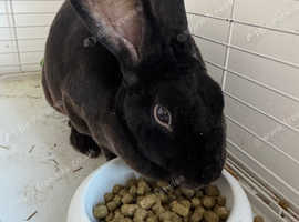 Beautiful male Rex for sale