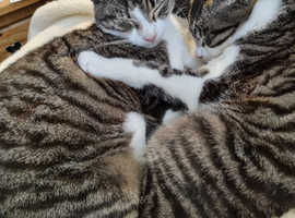 Brother and Sister half Egyptian Mau