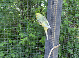 Budgies for sale - Male and Female
