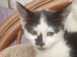 Kittens