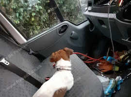 1.5yr old jack Russell girl