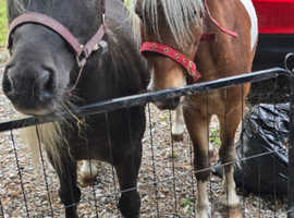 American miniature registered