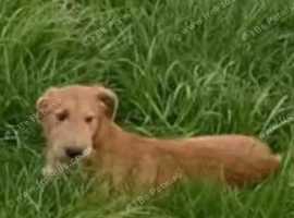 deerhound x whippet