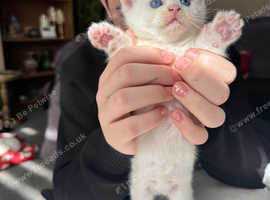 Kitten 3 female 2 male