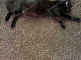 Free cat and kittens
