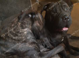 Cane corse Cross bullmastiff