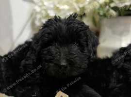 Berdoodle Puppies Last girl
