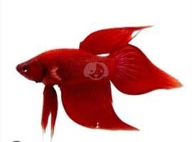 Red betta fish male