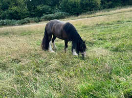 Looking for grazing