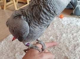 Baby Congo African Grey Very Tame Hand reared, CITES and Ringed.