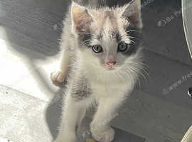Russian blue X Ragdoll babies