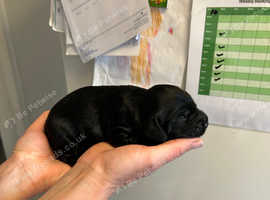 Sprocker puppies