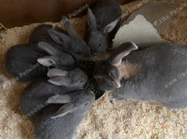 5 Siberian Baby rabbits for sale
