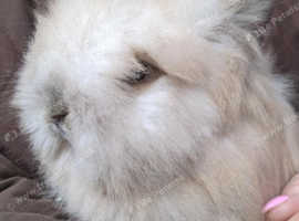 Beautiful Lionhead Babies