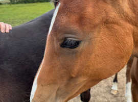 Arabian filly