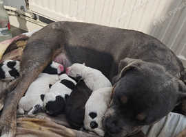 American bulldog just born