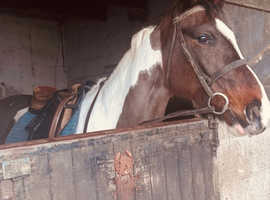 Super all rounder Dutch warmblood