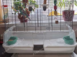 Baby budgie complete with vision  cage and accessories
