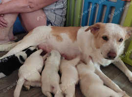 Border collie puppies for sale 2 remaining 1 boy and 1 girl