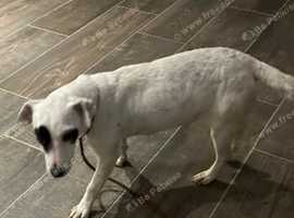 Working terrier