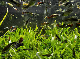 Male and female guppies £1 or 7 for £5