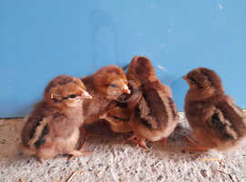 5 wellsummer chicks all female