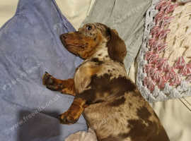 Mini Dachshund in Middlesbrough TS6 on Freeads Classifieds - Dachshunds ...