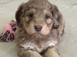 LAST PUP CHOCOLATE MERLE TOY F1 COCKAPOO