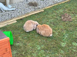 2 rabbits one mini lop one lilac