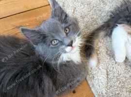 Pedigree Maine coon ready to go