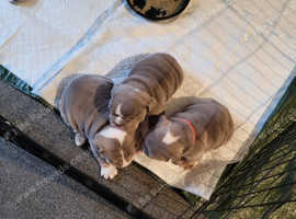 British shops bulldog puppies for yorkshire